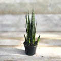 4"   Sansevieria Mik