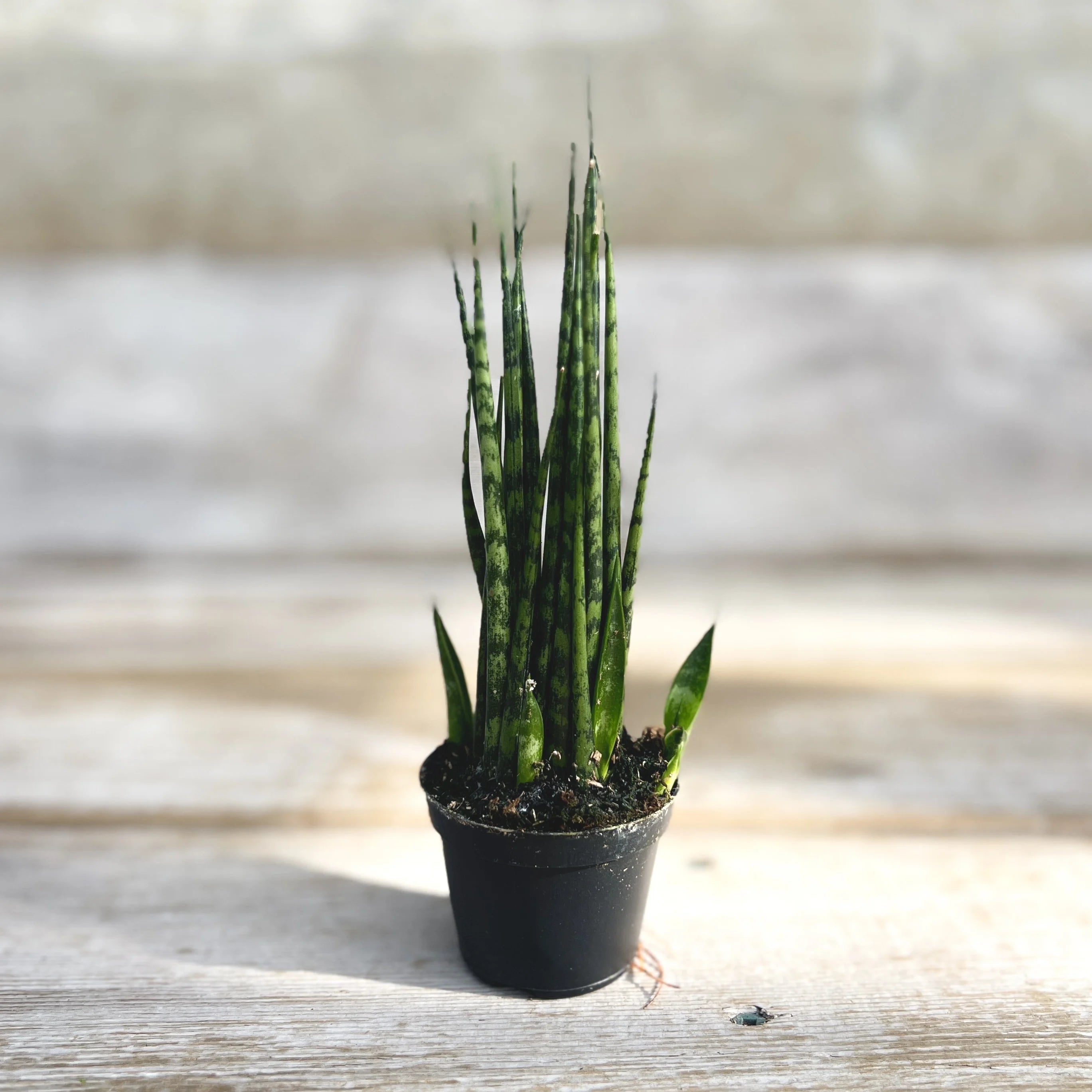 4"   Sansevieria Mik